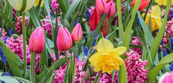 Springtime flowers to plant