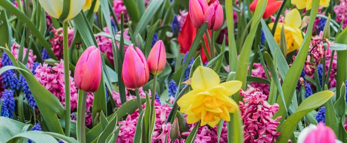 Springtime flowers to plant