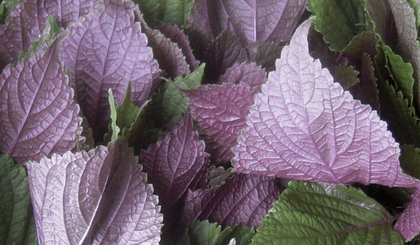 Purple flowering mint plant