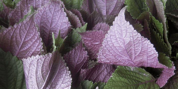 Purple flowering mint plant