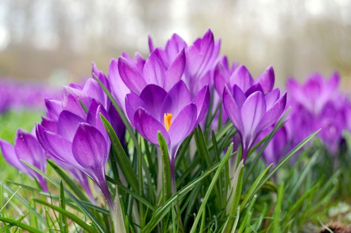 Springtime flowers to plant