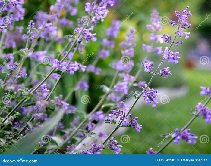 Purple flowering mint plant